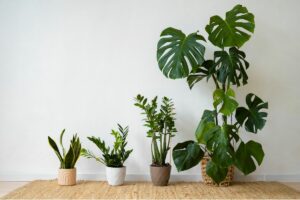 Plantas decorativas