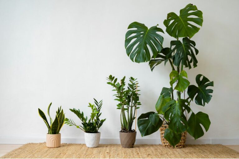 Plantas decorativas