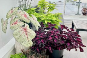 plantas faceis de cuidar