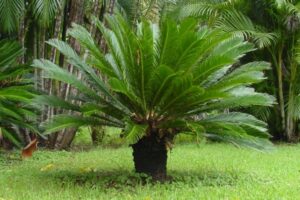 plantas tóxicas para animais